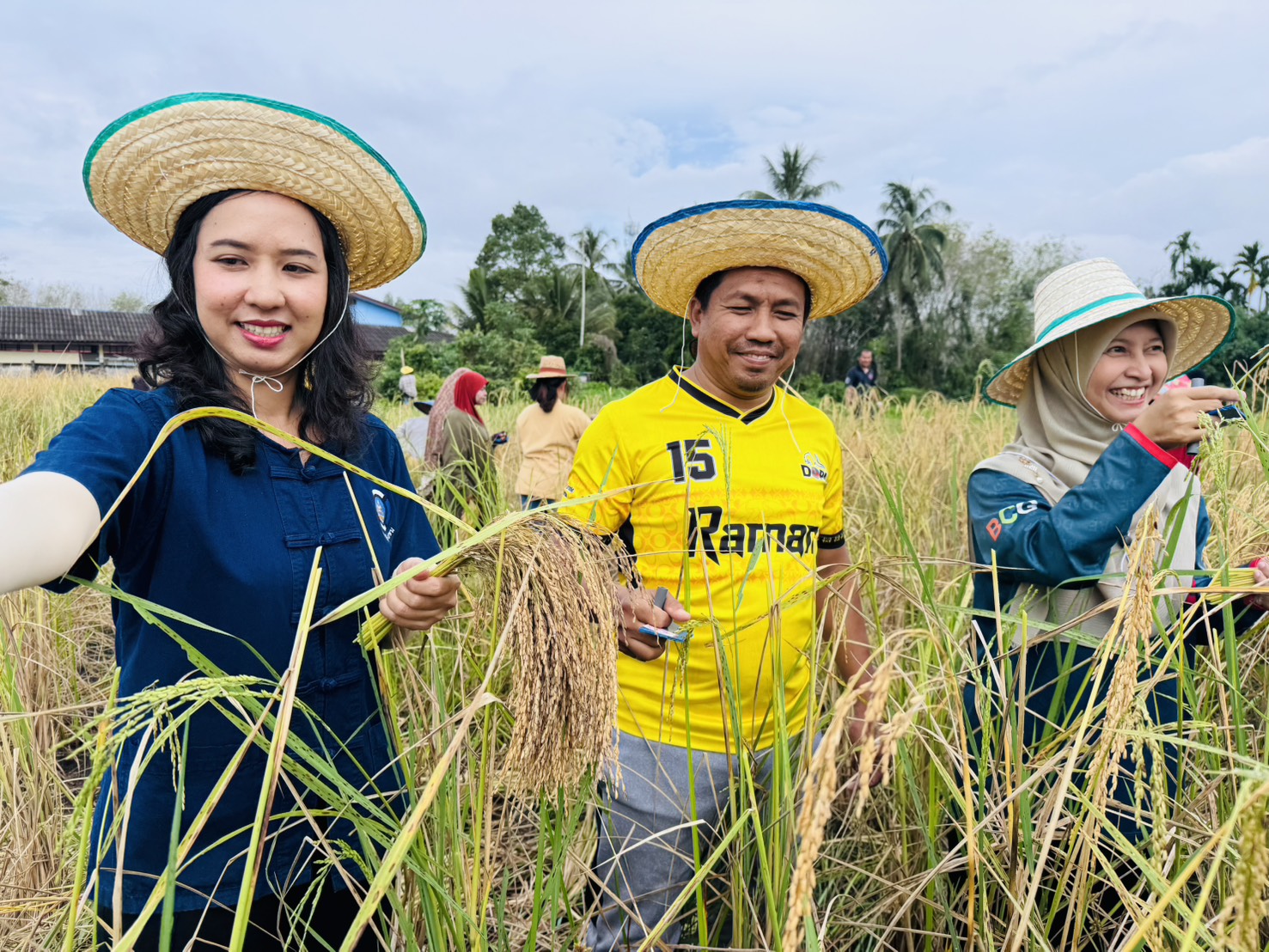 พช.รามัน ร่วมกิจกรรมเกี่ยวข้าว ตามโครงการเกษตรเพื่ออาหารกลางวันของนักเรียน 